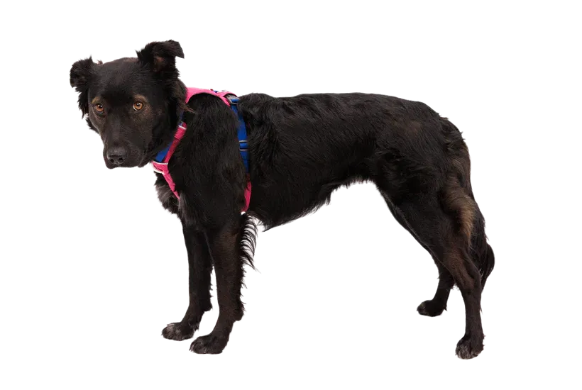 Ruffwear Hi & Light™ Lightweight, Dog Harness